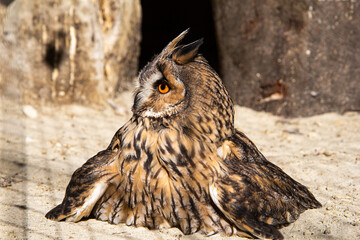 A close up view of a long eared owl, bird of prey sitting on the ground