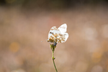 Close up shot of a butterly on a purple flower