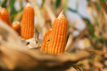 ripe corn on stalks for harvest in agricultural cultivated field