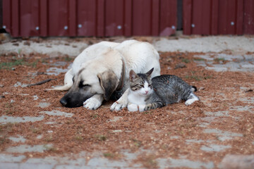 Dog and stray tabby cat lying together on the ground.