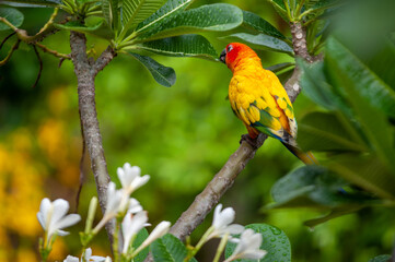parrot in nature