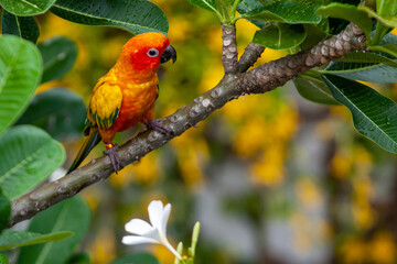parrot in nature