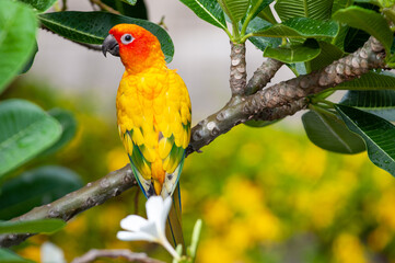 parrot in nature
