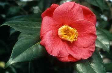 Camelia, camellia japonica 'Jubiter'