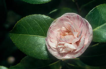 Camelia, camellia japonica 'JMarguerite Gouilion'