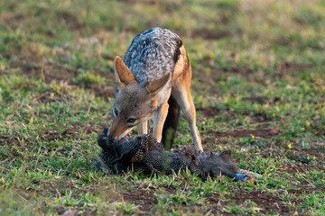 Fototapeta premium Chacal à chabraque, mange une Pintade, Canis mesomelas, Afrique