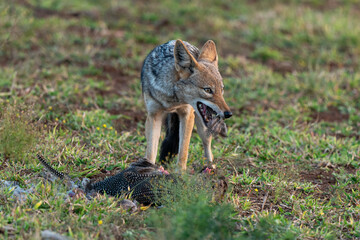 Chacal à chabraque, mange une Pintade, Canis mesomelas, Afrique