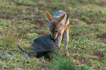 Chacal à chabraque, mange une Pintade, Canis mesomelas, Afrique