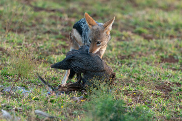 Chacal à chabraque, mange une Pintade, Canis mesomelas, Afrique