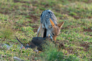 Chacal à chabraque, mange une Pintade, Canis mesomelas, Afrique