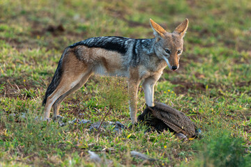 Fototapeta na wymiar Chacal à chabraque, mange une Pintade, Canis mesomelas, Afrique