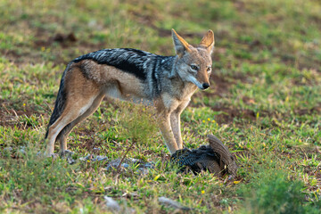 Obraz premium Chacal à chabraque, mange une Pintade, Canis mesomelas, Afrique