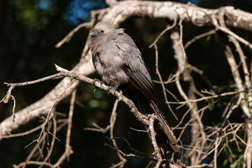 Coliou ray&eacute;,. Colius striatus, Speckled Mousebird