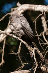 Coliou rayé,. Colius striatus, Speckled Mousebird