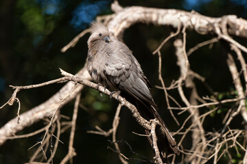 Coliou ray&eacute;,. Colius striatus, Speckled Mousebird