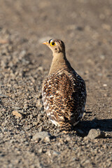 Ganga bibande,.Pterocles bicinctus, Double banded Sandgrouse