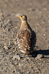 Ganga bibande,.Pterocles bicinctus, Double banded Sandgrouse