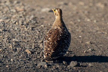 Ganga bibande,.Pterocles bicinctus, Double banded Sandgrouse