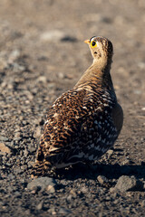 Ganga bibande,.Pterocles bicinctus, Double banded Sandgrouse
