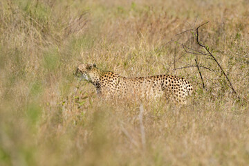 Naklejka premium Guépard, cheetah, Acinonyx jubatus, Parc national Kruger, Afrique du Sud