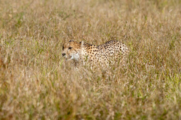 Guépard, cheetah, Acinonyx jubatus, Parc national Kruger, Afrique du Sud