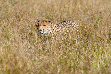 Guépard, cheetah, Acinonyx jubatus, Parc national Kruger, Afrique du Sud