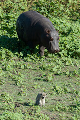 Hippopotame, Hippopotamus amphibius, Afrique du Sud