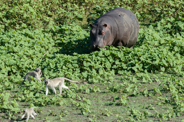 Hippopotame, Hippopotamus amphibius, Afrique du Sud