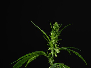 flowering male medical cannabis plant on black background close up