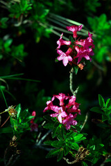 Rhododendron Ferrugineum - Snow Alpenrose in Julian Alps Slovenia