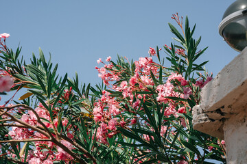 Gorgeous pink Nerium bush. Beautiful oleander flowers.