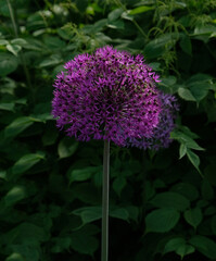 Purple Giant Onion blooming, Field of Allium ornamental onion. Few balls of blossoming Allium flowers. Concept of gardening, the cultivation of bulbous plants.