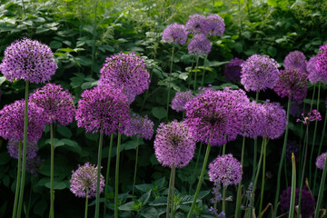 Obraz premium Purple Giant Onion blooming, Field of Allium ornamental onion. Few balls of blossoming Allium flowers. Concept of gardening, the cultivation of bulbous plants.