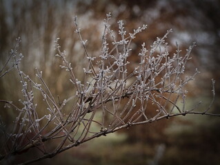 The branches of the bush are covered with delicate frost at the turn of autumn and winter.
