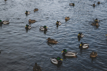 ducks on the lake