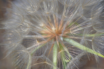 Salsify plant dandelion seed head