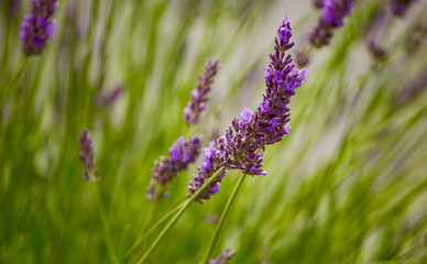 Naklejka premium Close-up of lavender flowers in summer.