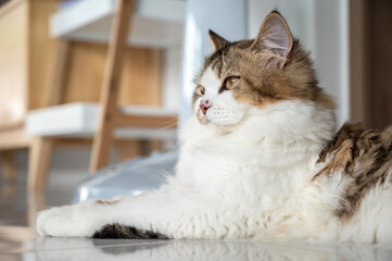 Portrait of young crossbreed Persian cat.