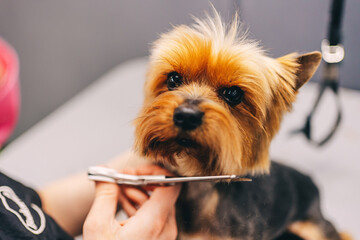 Yorkie dog haircut. A groomer trims a dog's coat.