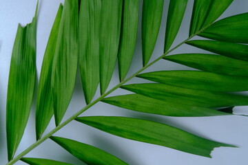 plant leaves, white background, copy space