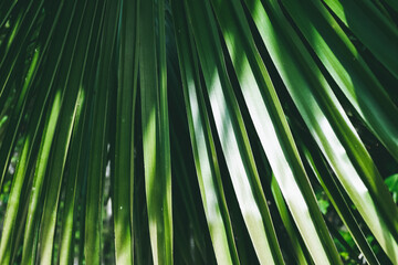 palm leaf texture