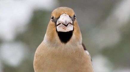 Hawfinch