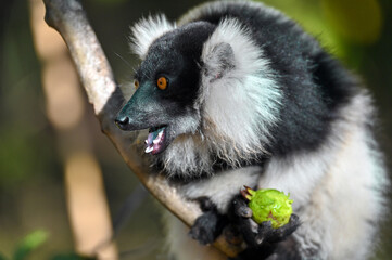Black and white ruffed lemur (Varecia variegata) MADAGASCAR 