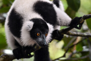 Black and white ruffed lemur (Varecia variegata) MADAGASCAR 