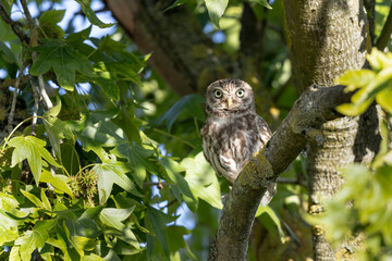 Little Owl Athene noctua in a farm