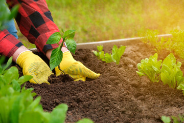 Hand of gardener seedling young vegetable plant in the fertile soil. Woman's hands in yellow gloves...