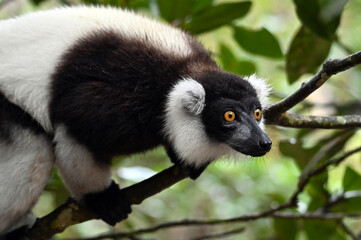 Black and white ruffed lemur (Varecia variegata) MADAGASCAR 