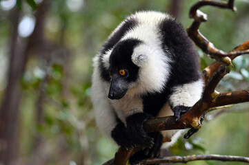 Black and white ruffed lemur (Varecia variegata) MADAGASCAR 