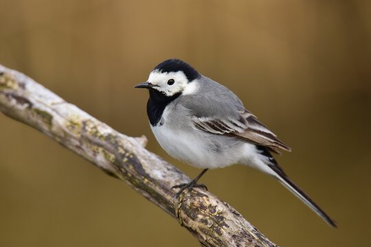 Selective focus shot of a White wagtail (Motacilla alba) on a branch