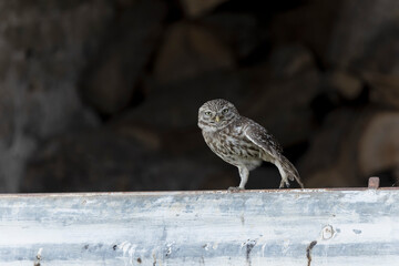 Little Owl Athene noctua in a farm